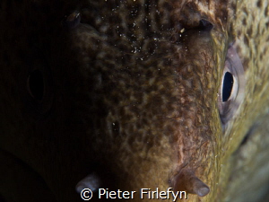 Moray eel by Pieter Firlefyn 